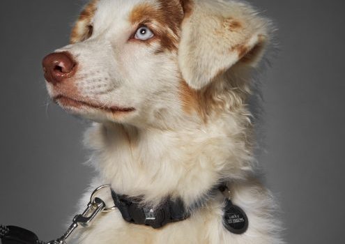 Zgarda MyFamily MEMOPET – marime M