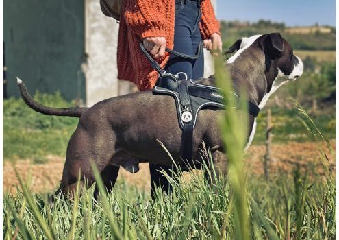 Ham caini MyFamily MEMOPET – marime XL
