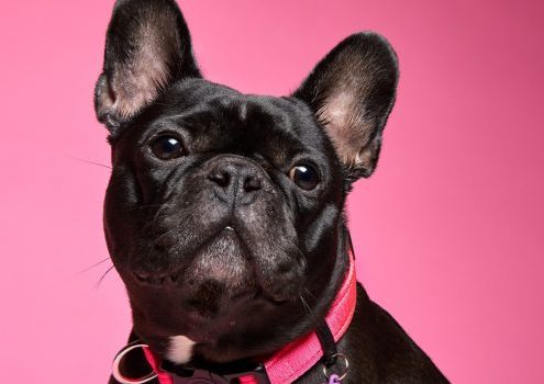 Zgarda MyFamily MEMOPET  – marime S