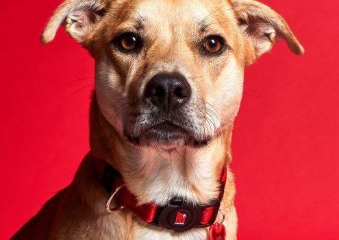 Zgarda MyFamily MEMOPET – marime L