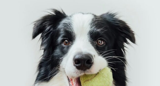 DoggyRade minge tenis