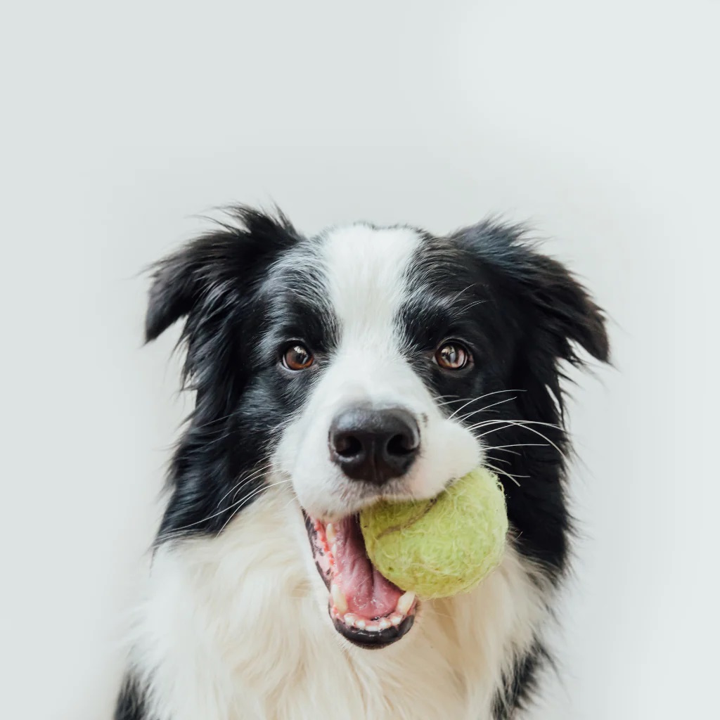 DoggyRade minge tenis